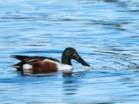 Löffelente Männchen